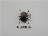 藏品(黑雪隱金龜)的圖片